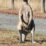 Känguru an der Great Ocean Road